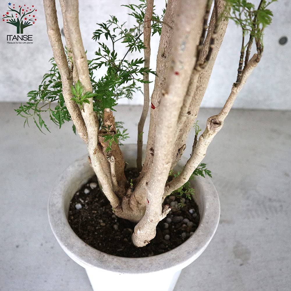 タイワンモミジ。常緑樹 。観葉植物 。鉢ごと無料で発送致します。 タイワンモミジ。観葉植物 鉢ごと無料で発送致します。